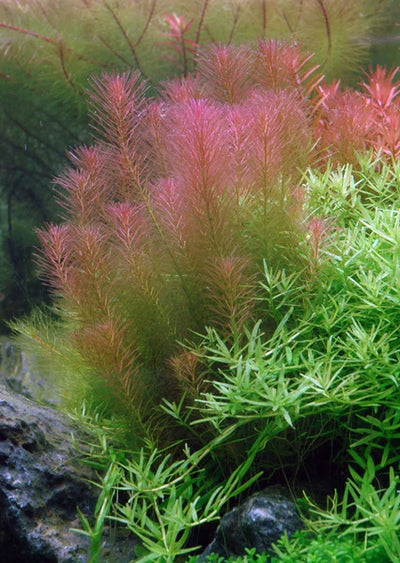 TROPICA Rotala wallichii