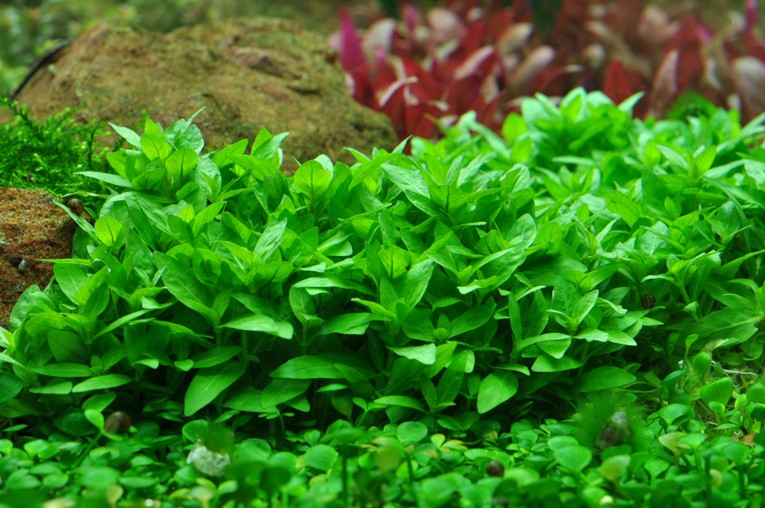 Staurogyne Repens Pot Plant