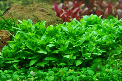 Staurogyne Repens وعاء النبات