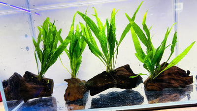Java Fern on Wood