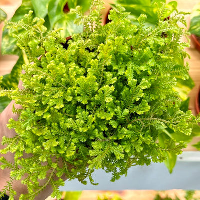 Kraussiana Spikemoss Plant (Terrarium)