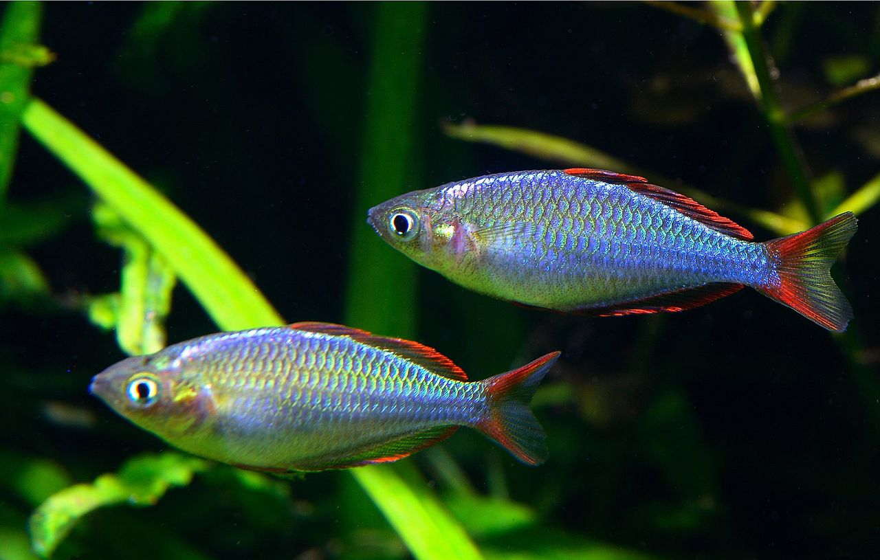 Dwarf Neon 2PCS Combo Deal