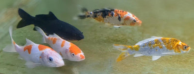 Koi Carp 3PCS Combo Deal (Mix Color)