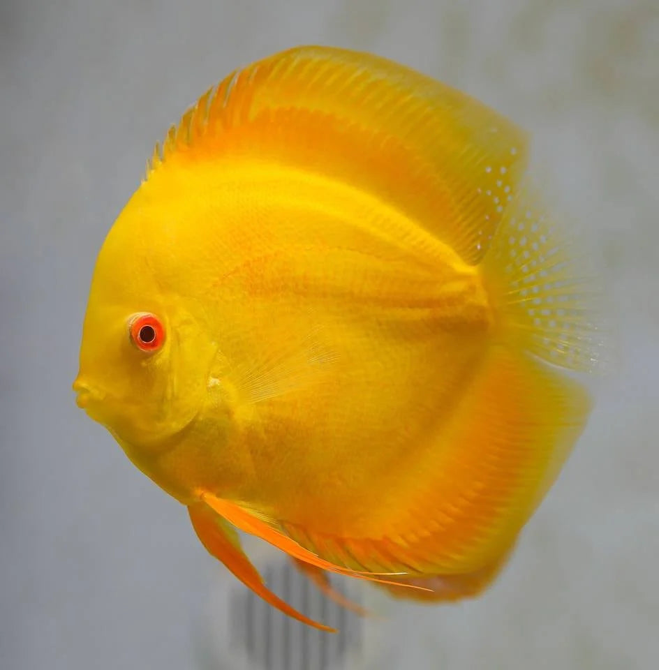 Yellow Discus Fish