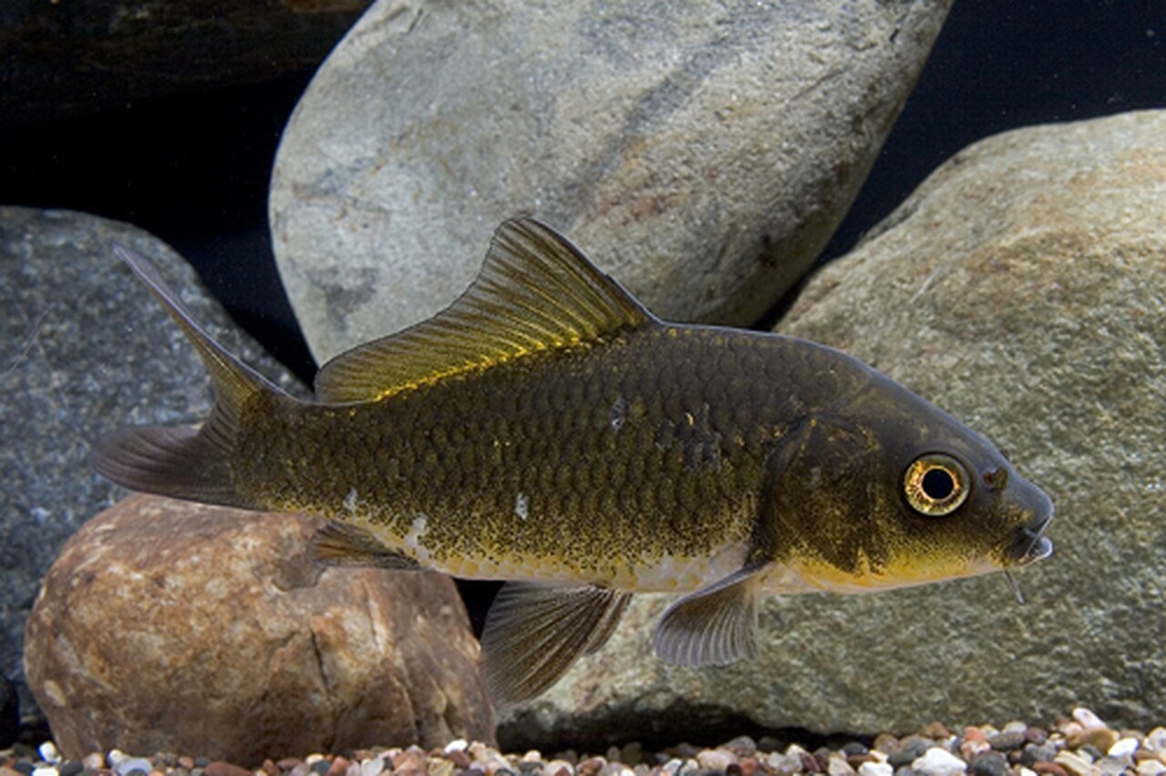 مزيج أسماك كوي كارب