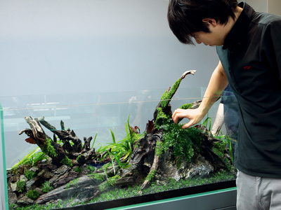 Aquascaping Services