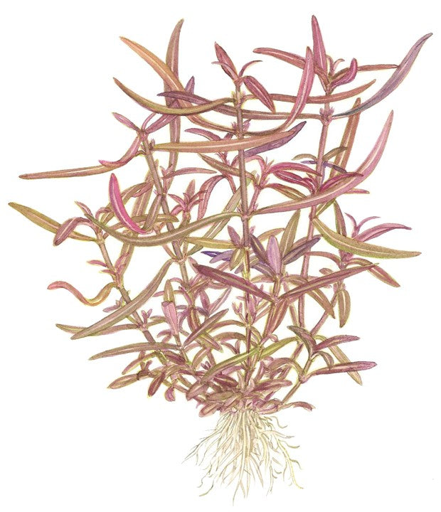 تروبيكا هيجروفيلا لانسيا