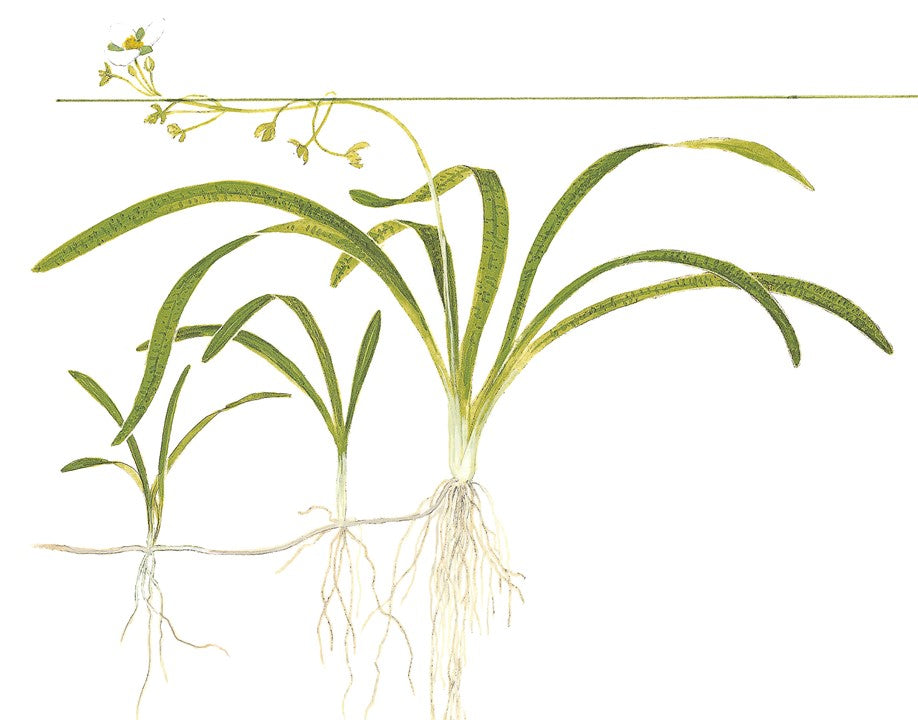 TROPICA SAGITTARIA SUBULATA