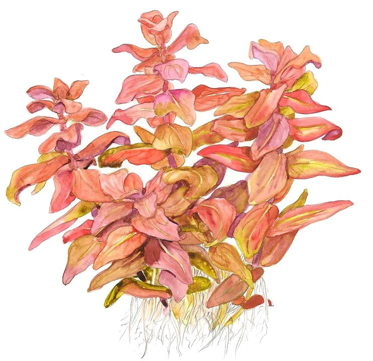TROPICA ROTALA MACRANDRA