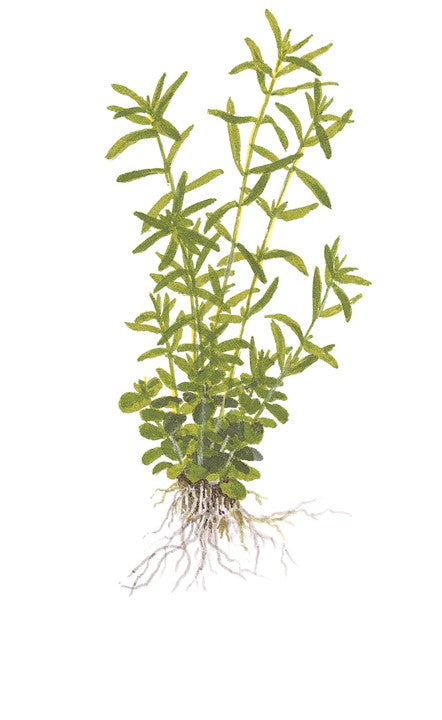 TROPICA ROTALA ROTUNDIFOLIA GREEN