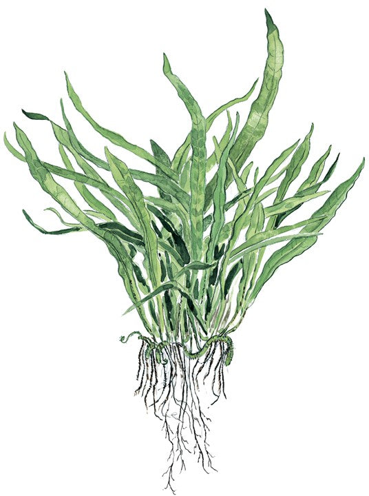 Microsorum Narrow Pot Plant