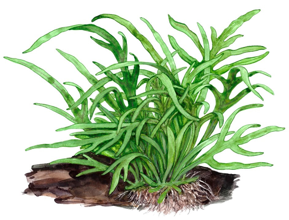 Microsorum Trident Pot Plant