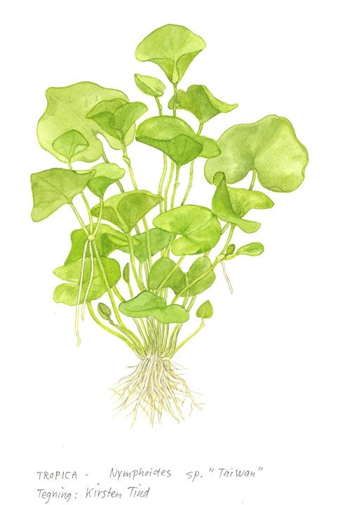 تروبيكا نيمفويدز