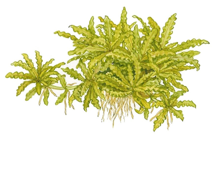 تروبيكا بوغوستيمون هيلفيري