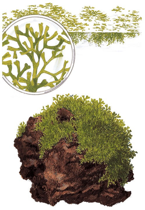 تروبيكا ريكيا فلويتانز