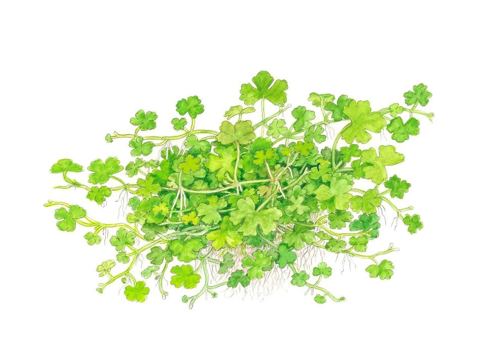 تروبيكا هيدروكوتيل تريبارتيتا