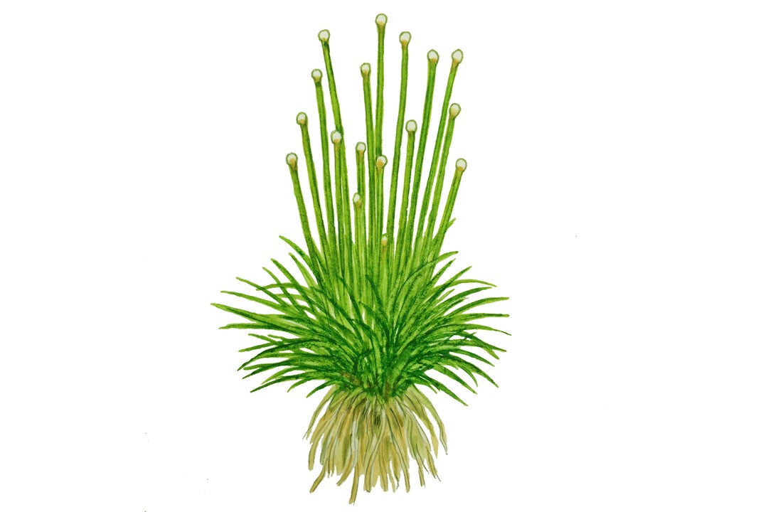 تروبيكا إريوكولون سينريم