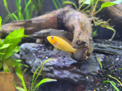 سمكة أبيستوجراما