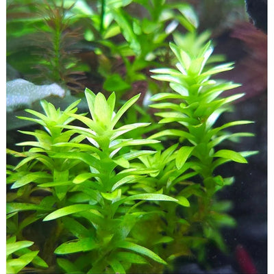 Tonina Fluitans Pot Plant