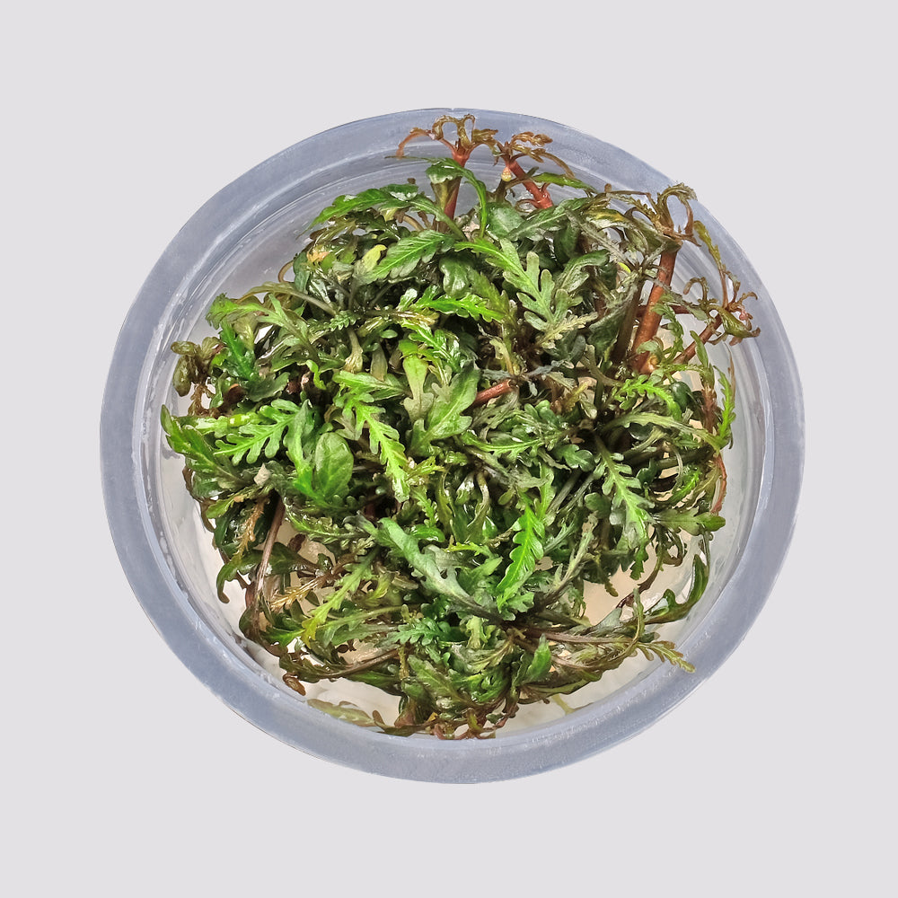 Growow Hygrophila pinnatifida 'UK'