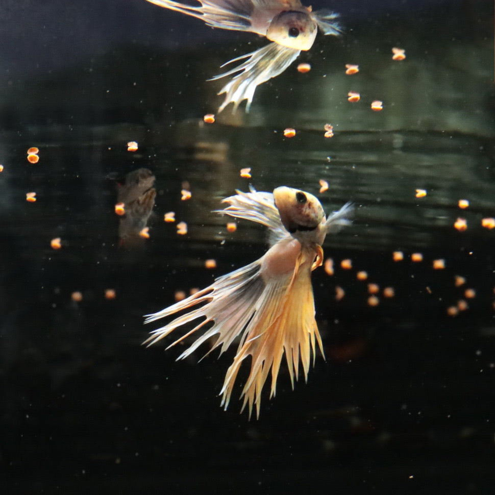 JBL PRO NOVO BETTA GRANULES 20ML