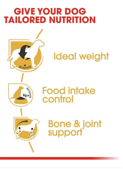 رويال كانين بيجل البالغ 3 كجم