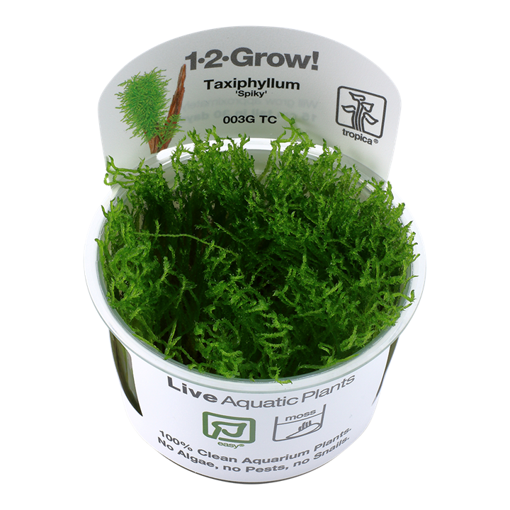 TROPICA TAXIPHYLLUM SPIKY MOSS