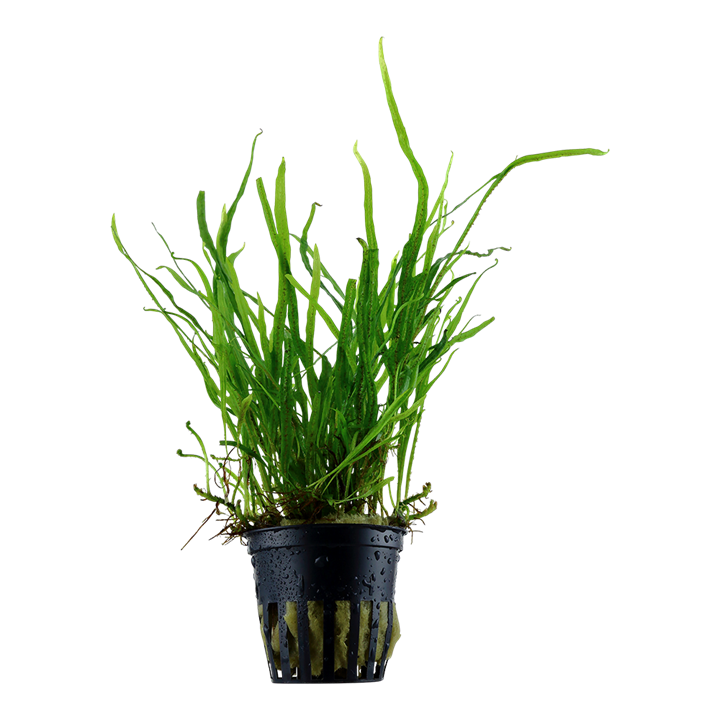 TROPICA MICROSORUM PTEROPUSTRIDENT