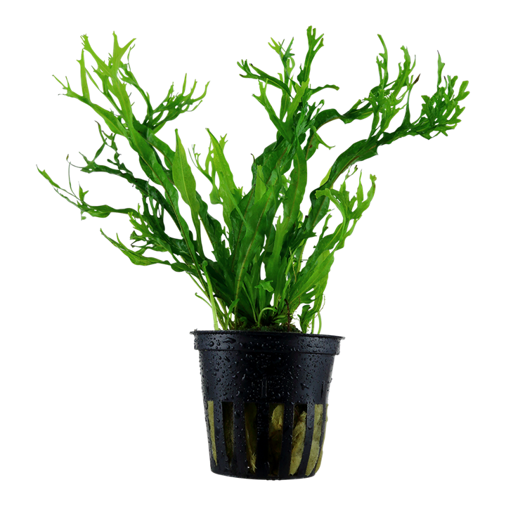 TROPICA MICROSORUM PTEROPUS WINDELOV
