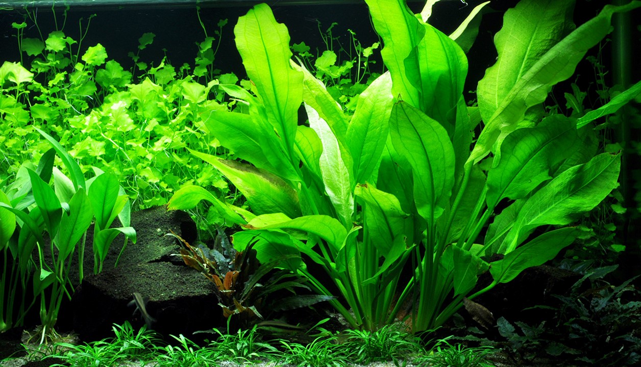 نبات Echinidorus Bleheri في وعاء