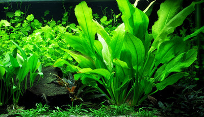 نبات Echinidorus Bleheri في وعاء