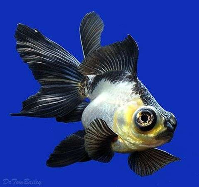 Panda Moor Goldfish