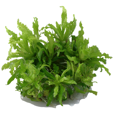 تروبيكا بوغوستيمون هيلفيري