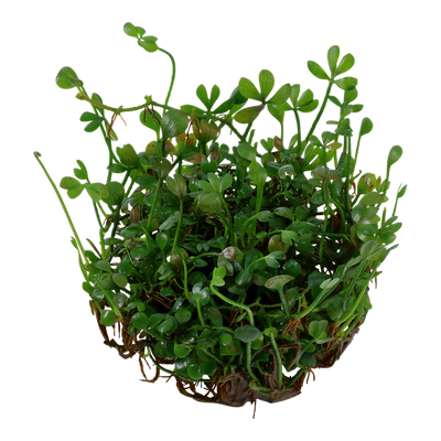 تروبيكا مارسيليا مينوتا