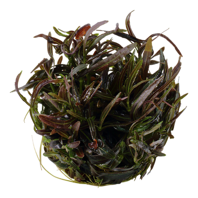 تروبيكا هيجروفيلا لانسيا