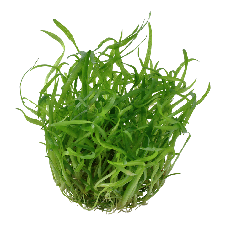 TROPICA SAGITTARIA SUBULATA