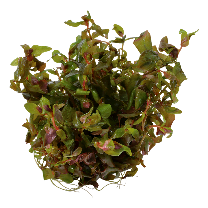 TROPICA ROTALA MACRANDRA