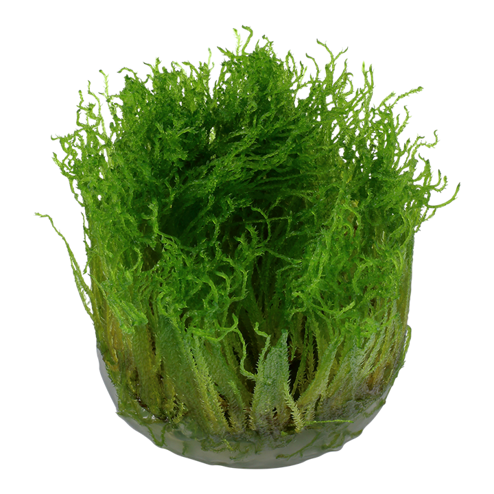 TROPICA TAXIPHYLLUM SPIKY MOSS