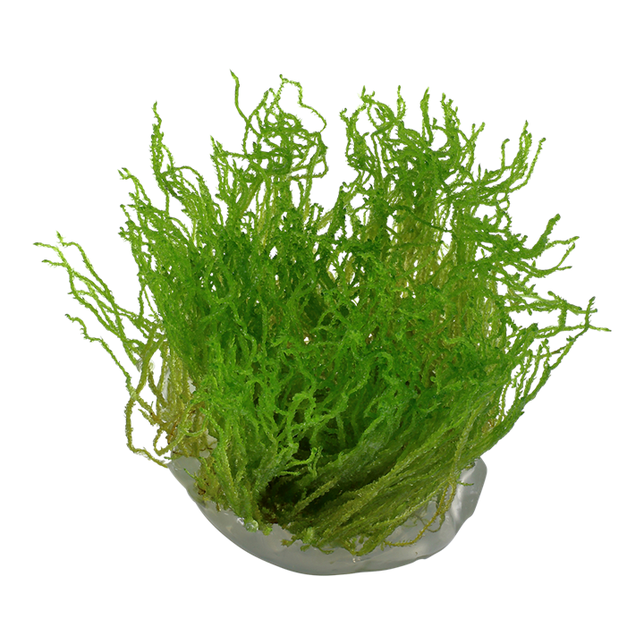 TROPICA TAXIPHYLLUM FLAME
