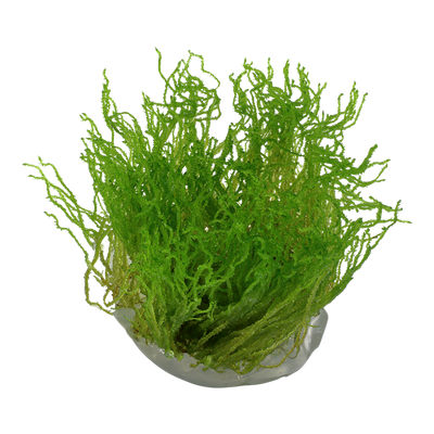 تروبيكا تاكسفيلوم فلام