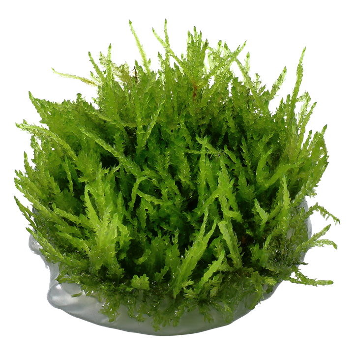 TROPICA VESICULARIA FERRIEI 'WEEPING MOSS'