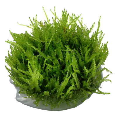 تروبيكا الحويصلية تبكي