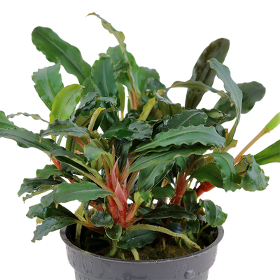 TROPICA BUCEPHALANDRA SP RED