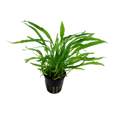 Microsorum Narrow Pot Plant