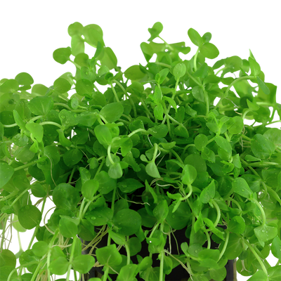 Micranthemum umbrosum (Pearl Weed) Pot Plant