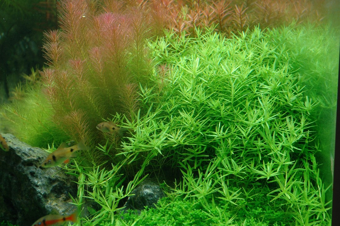 TROPICA ROTALA ROTUNDIFOLIA GREEN