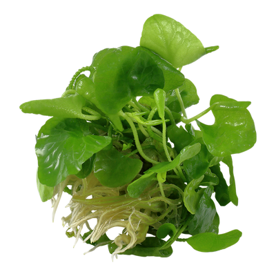 تروبيكا نيمفويدز