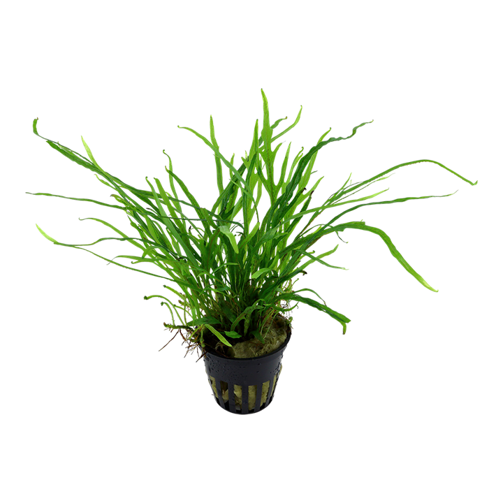 TROPICA MICROSORUM PTEROPUSTRIDENT