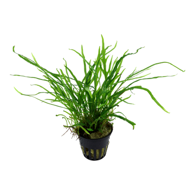 Microsorum Trident Pot Plant