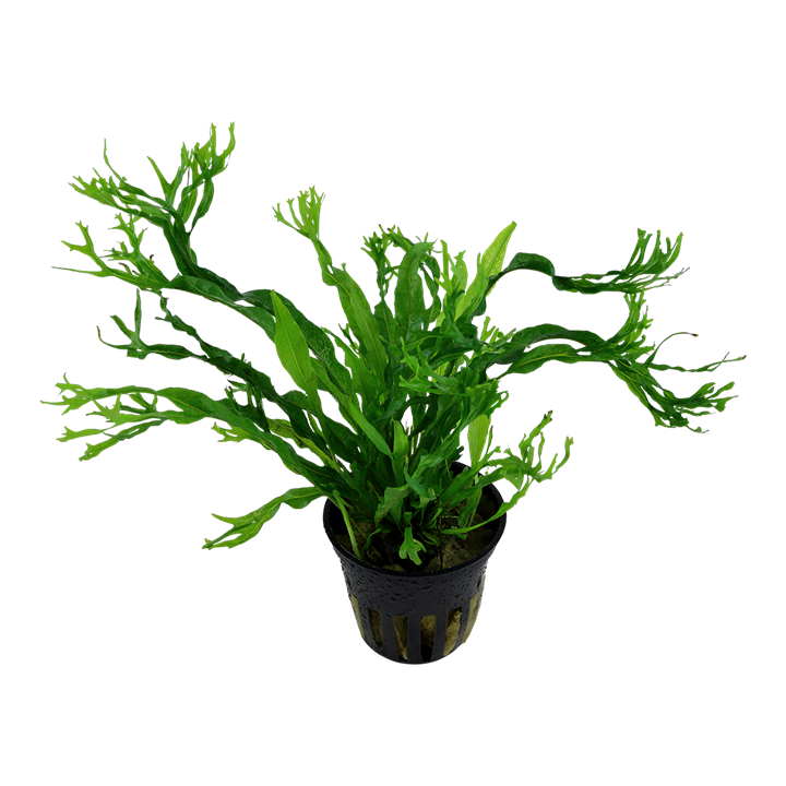 TROPICA MICROSORUM PTEROPUS WINDELOV
